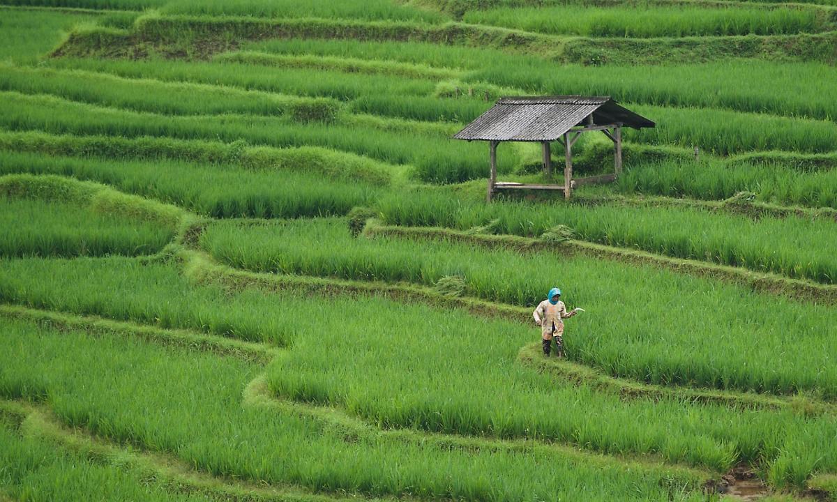 Fertile fields producing life sustaining nourishment for both humans and herbivores. Photo: pixabay.com