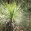 Lenten Resource Year B - The Grace of Forests