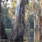 Stations of the Forests (Australian Version)