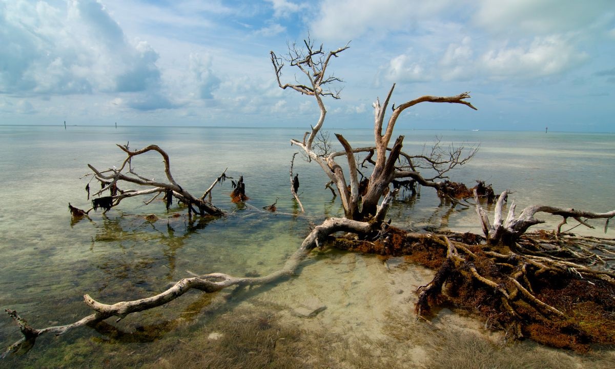 The world’s oceans are groaning from the impacts of climate change and biodiversity loss, coastal development, over-fishing, exploitative mining and pollution - Photo:canva.com