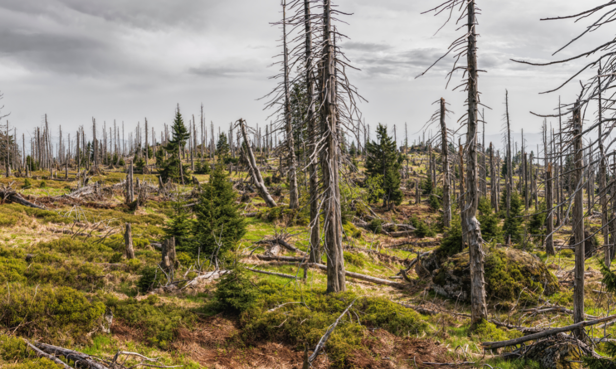 Columban missionaries are lifting up voices from their lived experience in places where the impact of climate change and biodiversity loss is being felt in devastating ways. - Photo:canva.com