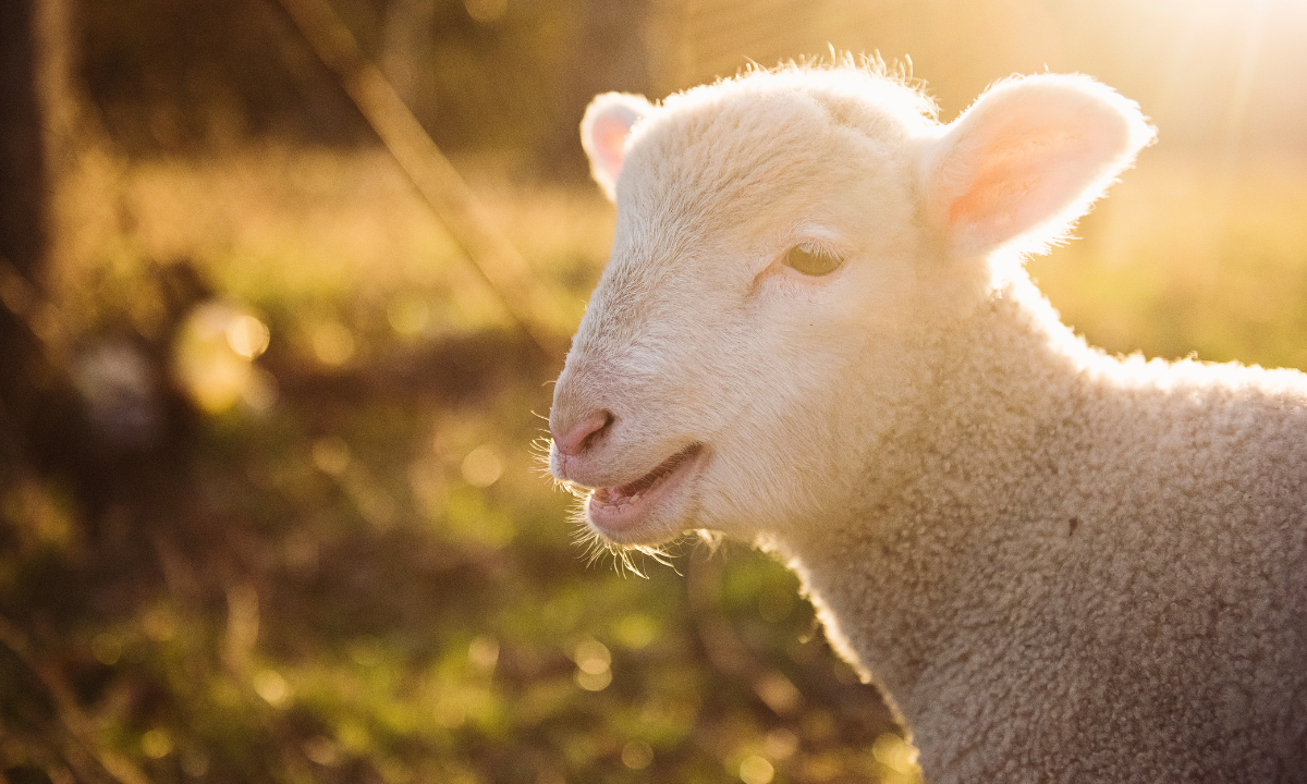 small animals were more important in the society - Photo:canva.com