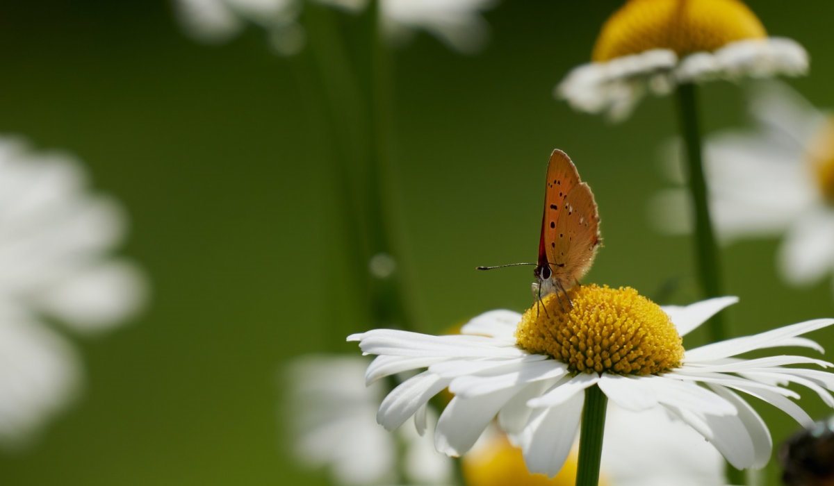 World Day of Prayer for the Care of Creation. Photo: Nils Söderman/Unsplash