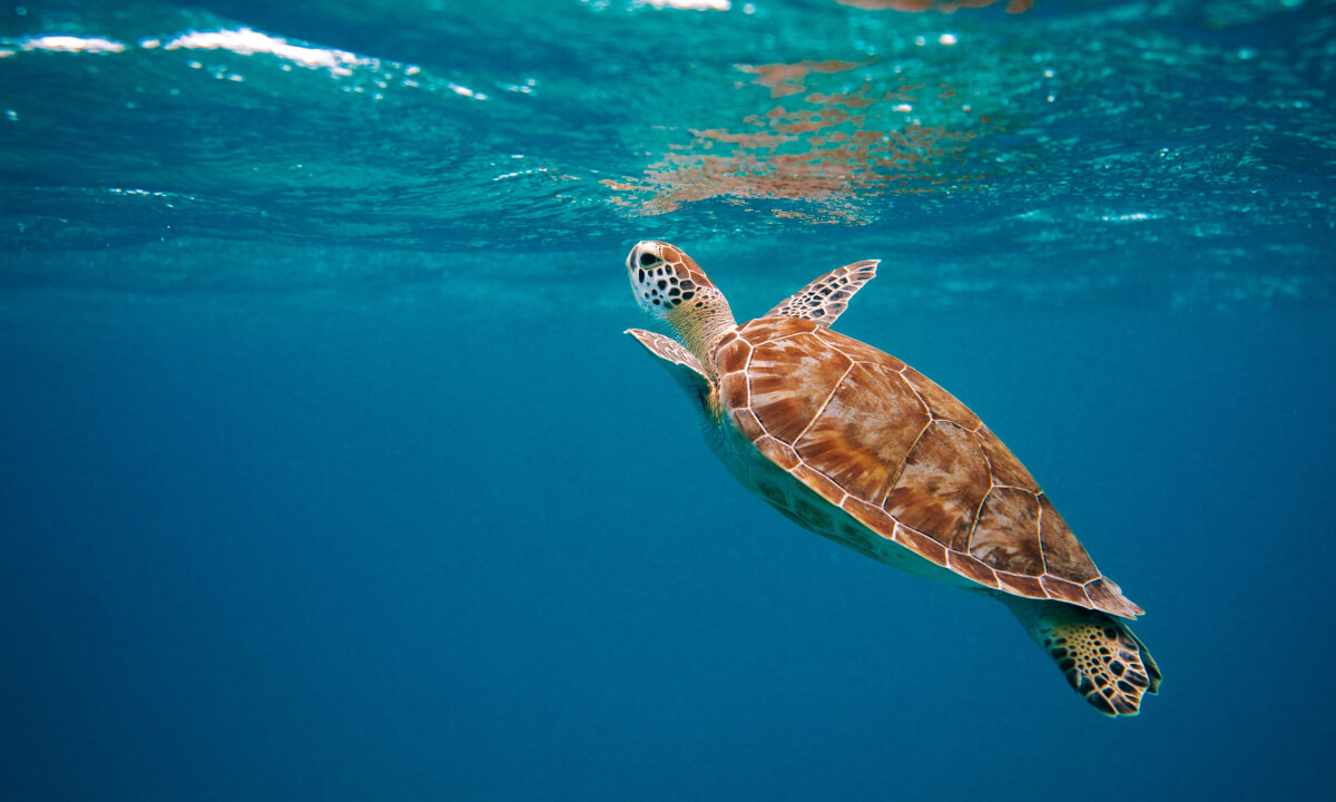 Sea Turtle in Aruba. Photo: David Troeger on Unsplash
