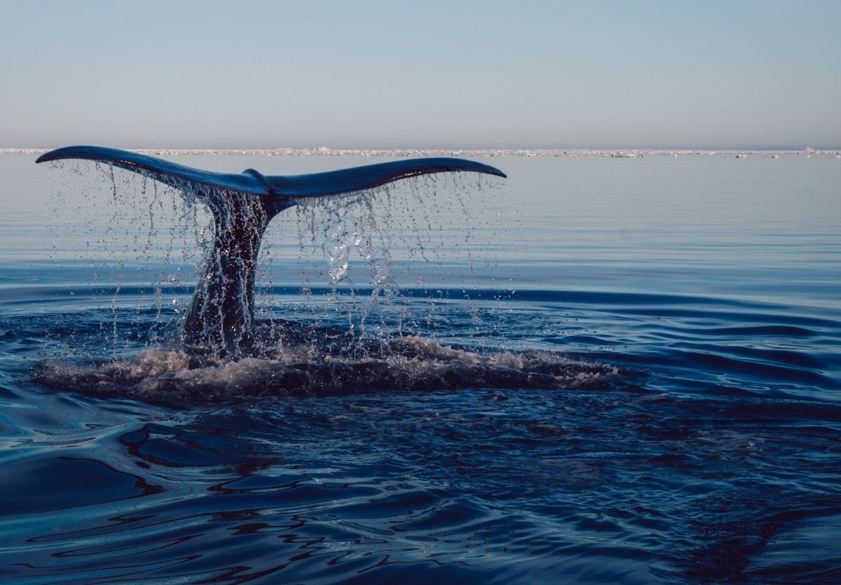World Oceans Day - June 8, 2022 - Photo:canva.com