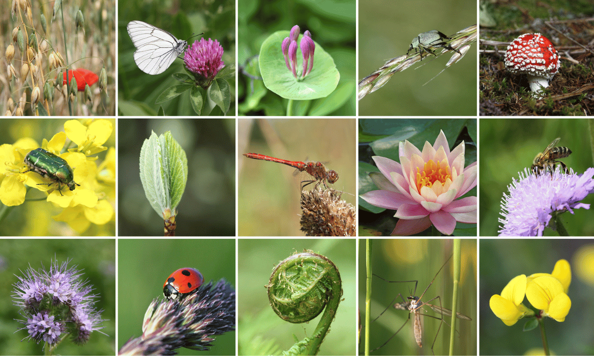 Biodiversity. Photo:canva.com