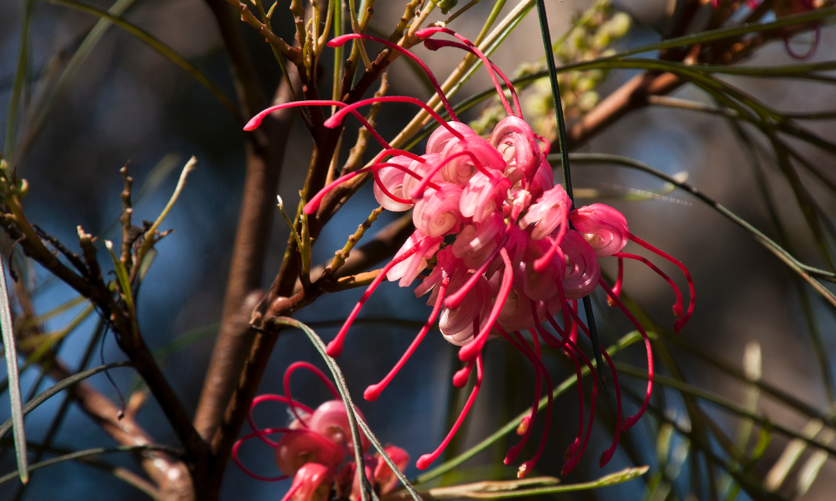 Native plants and animals are also important to local culture, spirituality, history and pride - Photo:canva.com