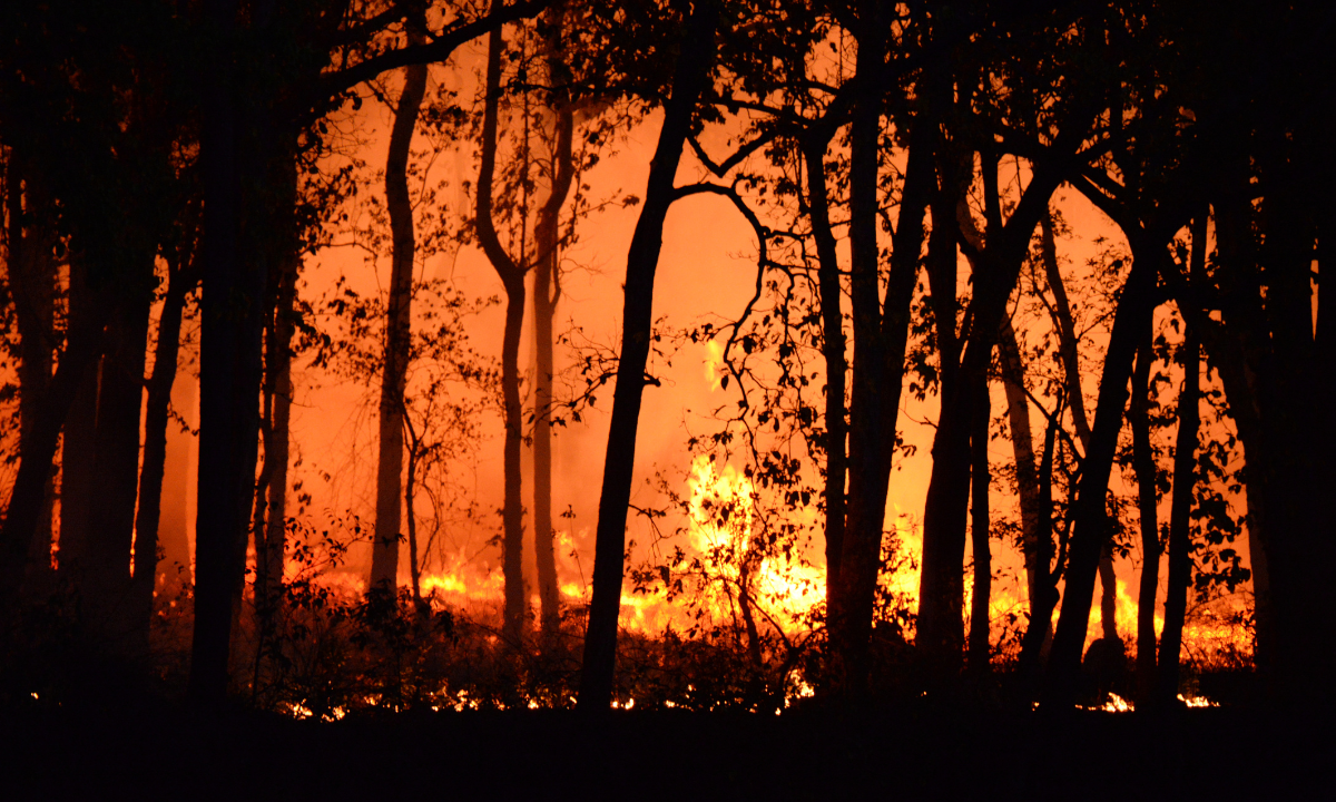 We listen to the cry of the Earth and accept the challenge to defend our common home - Photo:canva.com