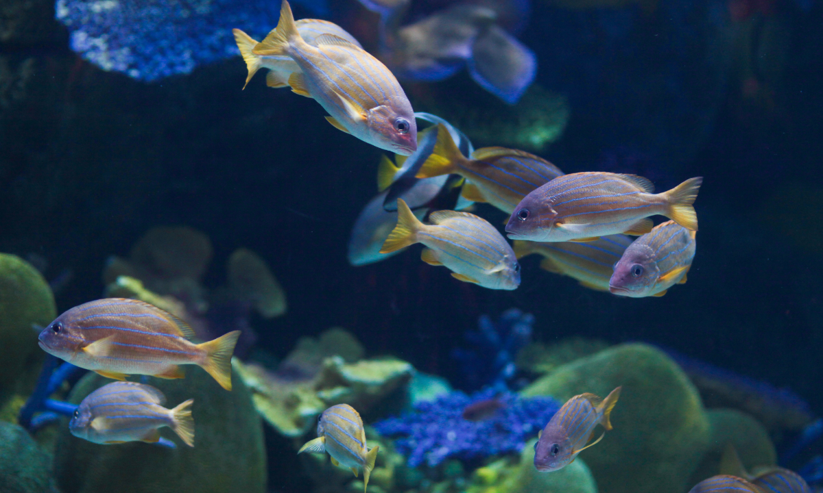 Fish stocks are being wiped out - Photo:canva.com