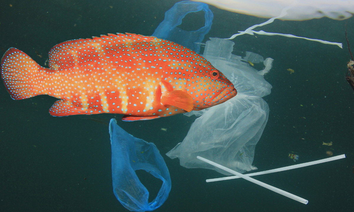  Plastic pollution has significant implications for health and chokes living systems - Photo:canva.com