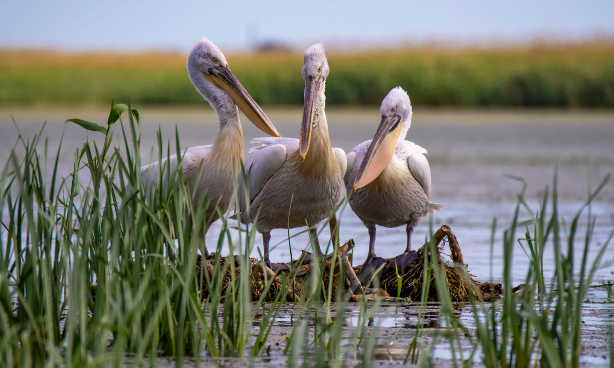 World Wetlands Day helps bring attention to the wonder and importance of wetlands that are among the most diverse and productive of Earth’s living systems - Photo:canva.com