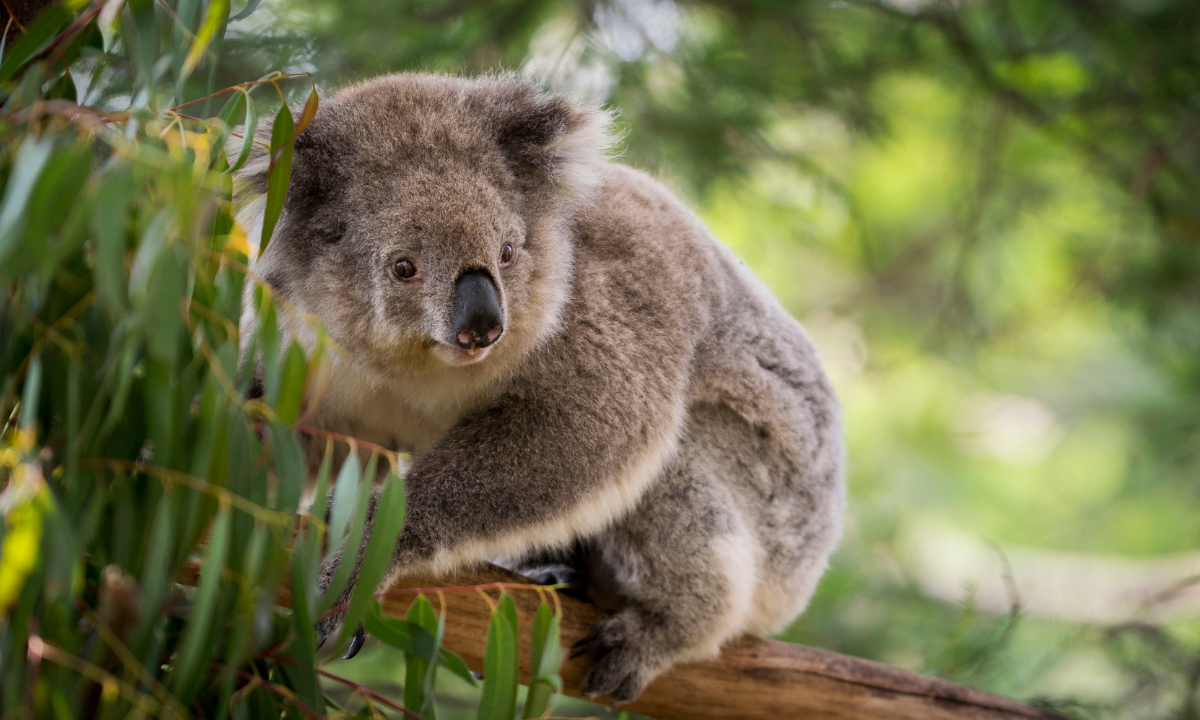  Australia is also home to half of the world’s marsupial species - Photo:canva.com