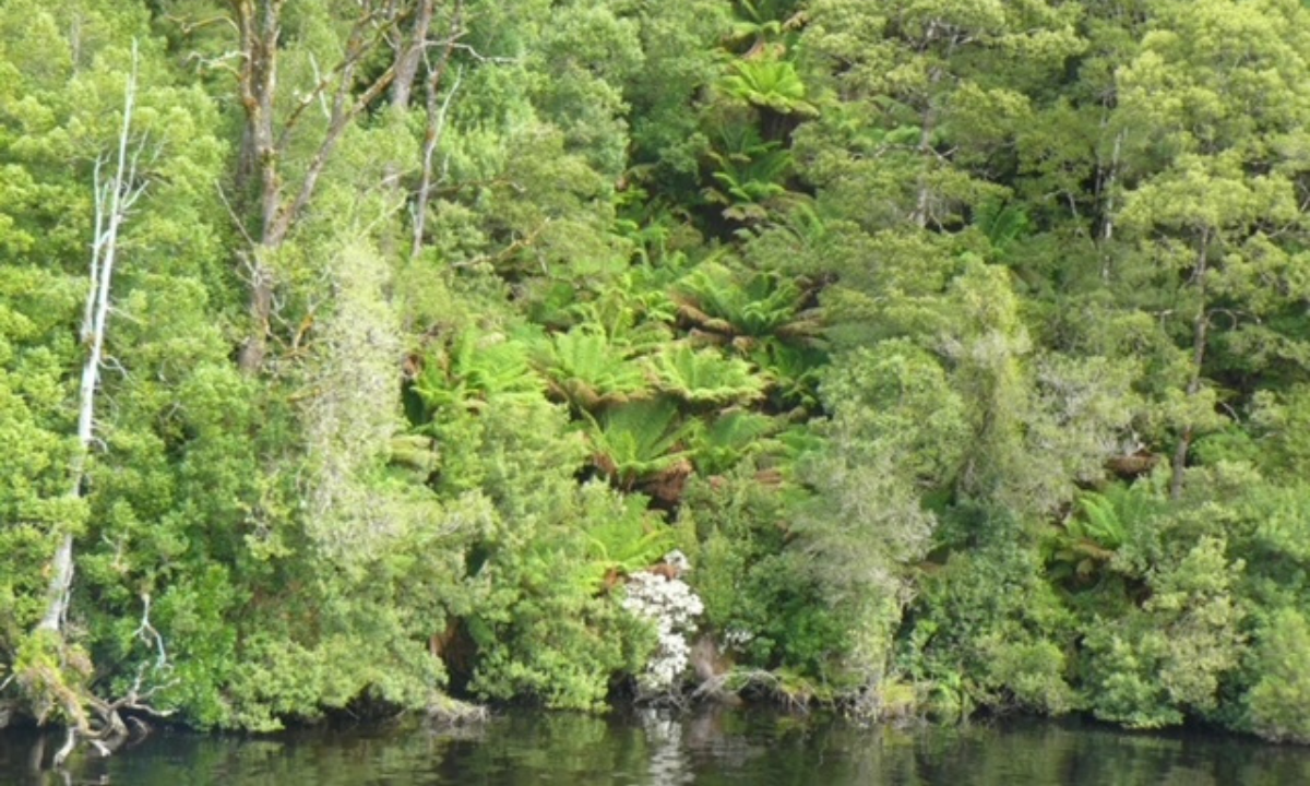 Tasmanian cold temperate rainforest including Huon Pines that are thousands of years old - Photo Caroline Vaitkunas RSM