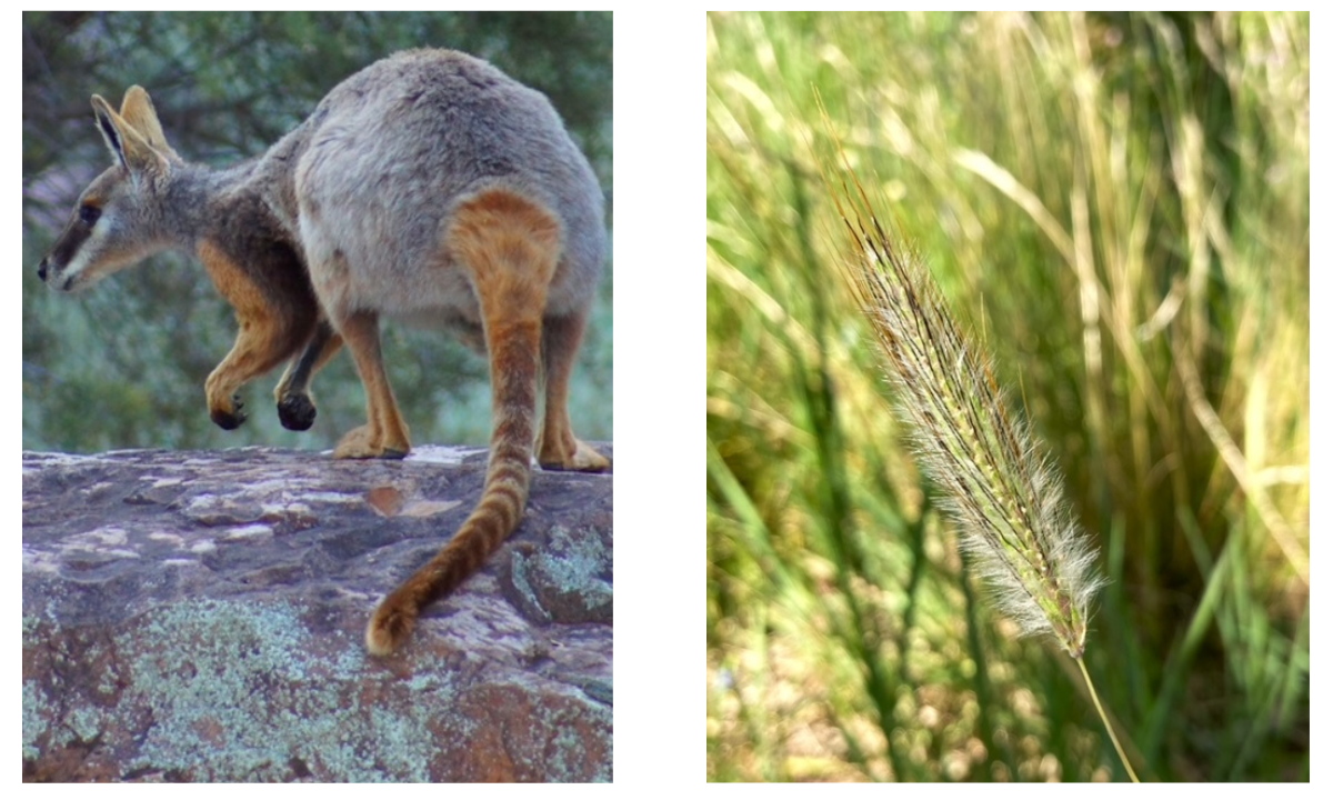 Yellow foot rock wallaby conservation status vulnerable - Photo Anne Foale RSM & Victoria grasslands conservation status critically endangered - Photo Caroline Vaitkunas RSM 
