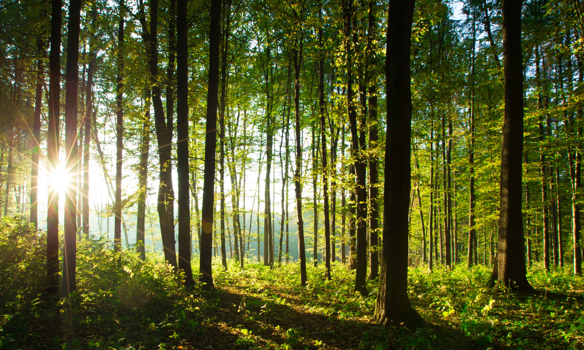 Our forests, our wetlands and our oceans absorb carbon from the atmosphere. They are vital to keeping 1.5 alive, or pulling us back if we do overshoot that limit. We must protect them - Photo:canva.com