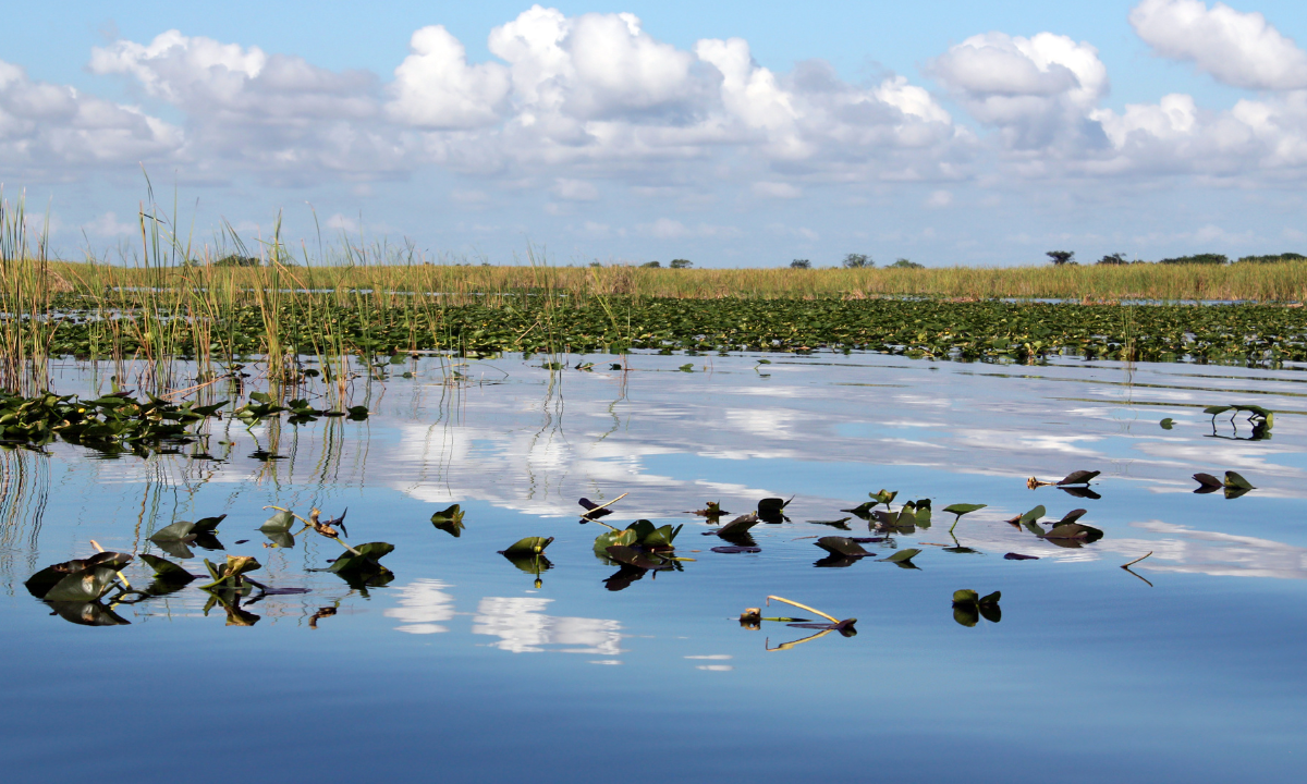 Each year World Wetlands Day is marked on 2nd February to raise awareness about their existence, beauty and value. - Photo:canva.com