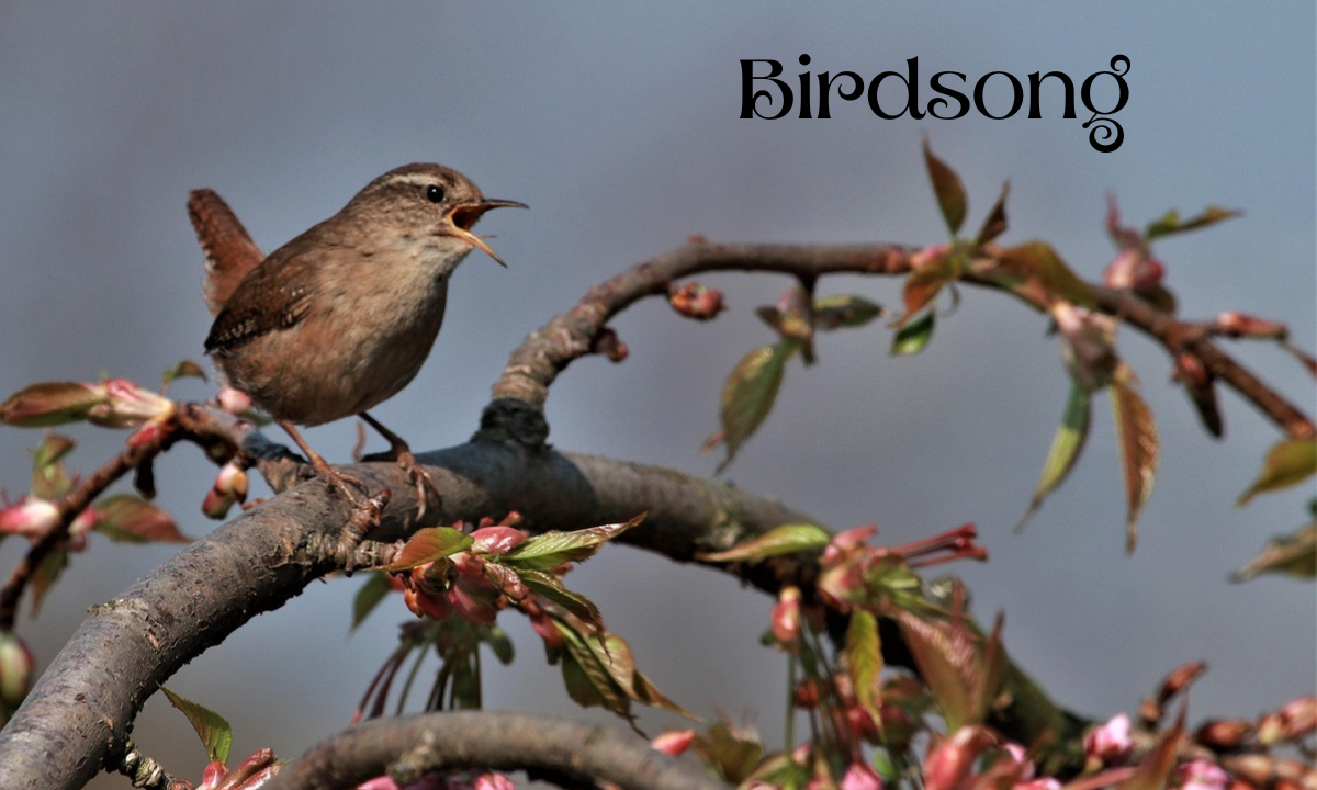 https://pixabay.com/photos/wren-bird-singing-springtime-cute-4118509/ 