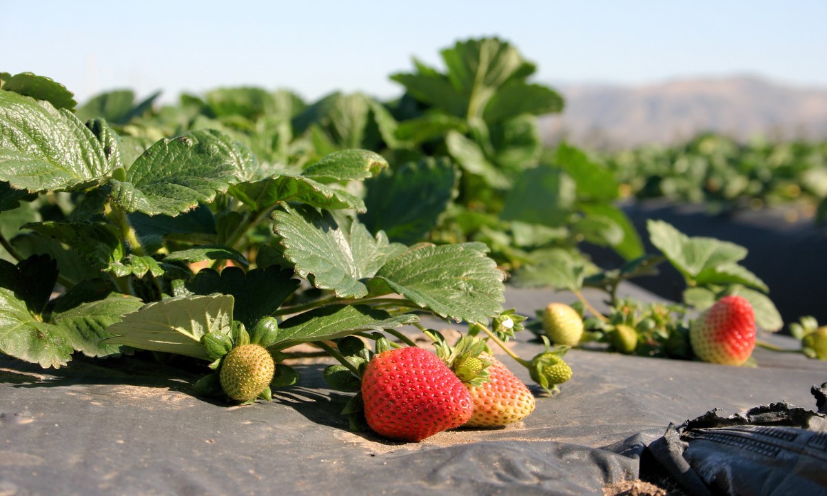 Strawberry Fields - Photo:canva.com