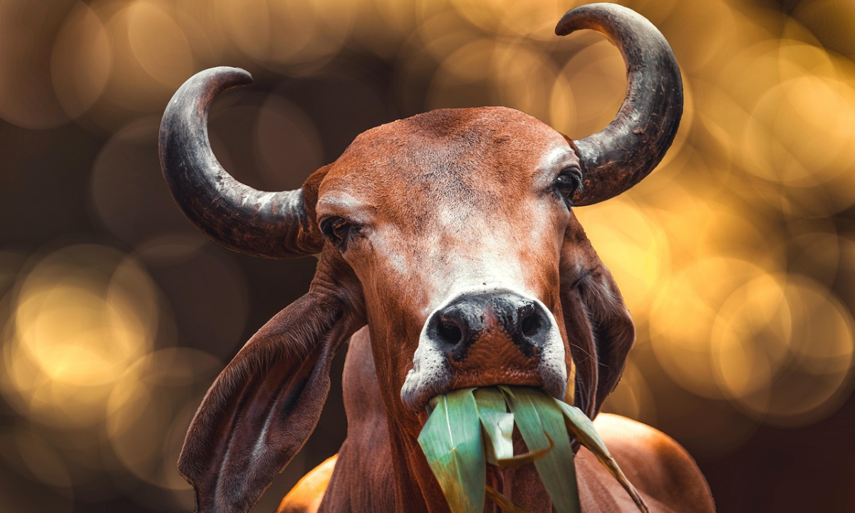 The Bhagwat Gita speaks about seeing with divine knowledge and suggests that we can view a Brahmin, cow, elephant, and even a dog with equal vision (PC: Pixabay)