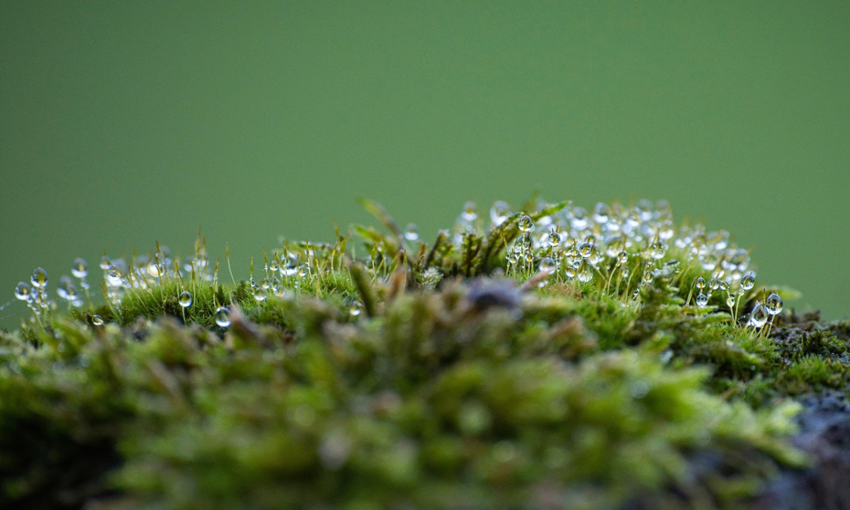 “The more we grow with nature instead of against it, the more we learn about what God wants and what the world needs.” (PC: Pixabay)
