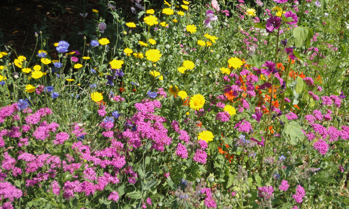 Wildflowers - Photo: Sr Ann Gray