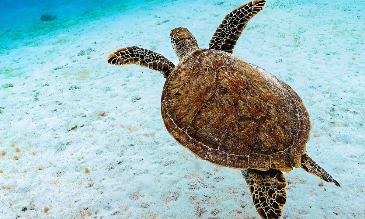 Care for our oceans is not peripheral to our faith, but rather a Gospel responsibility! (PC: Pixabay)