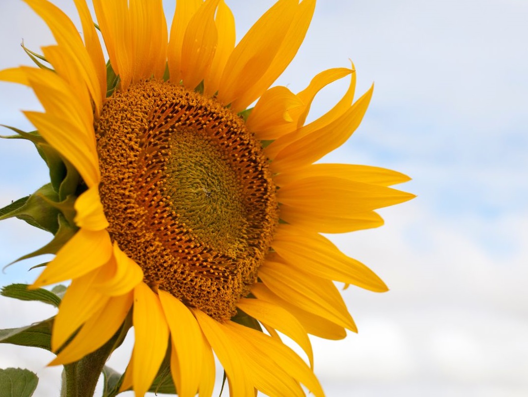 A summer prayer - Photo:canva.com