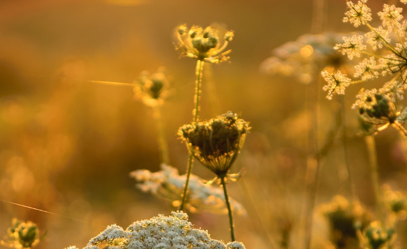 Let me pause as I begin this new day to give it to You, Lord. - Photo:canva.com