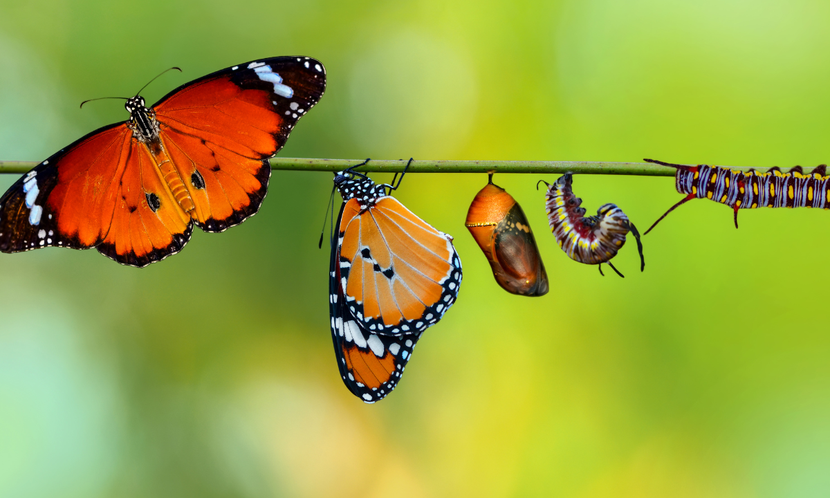Care of creation - Photo:canva.com