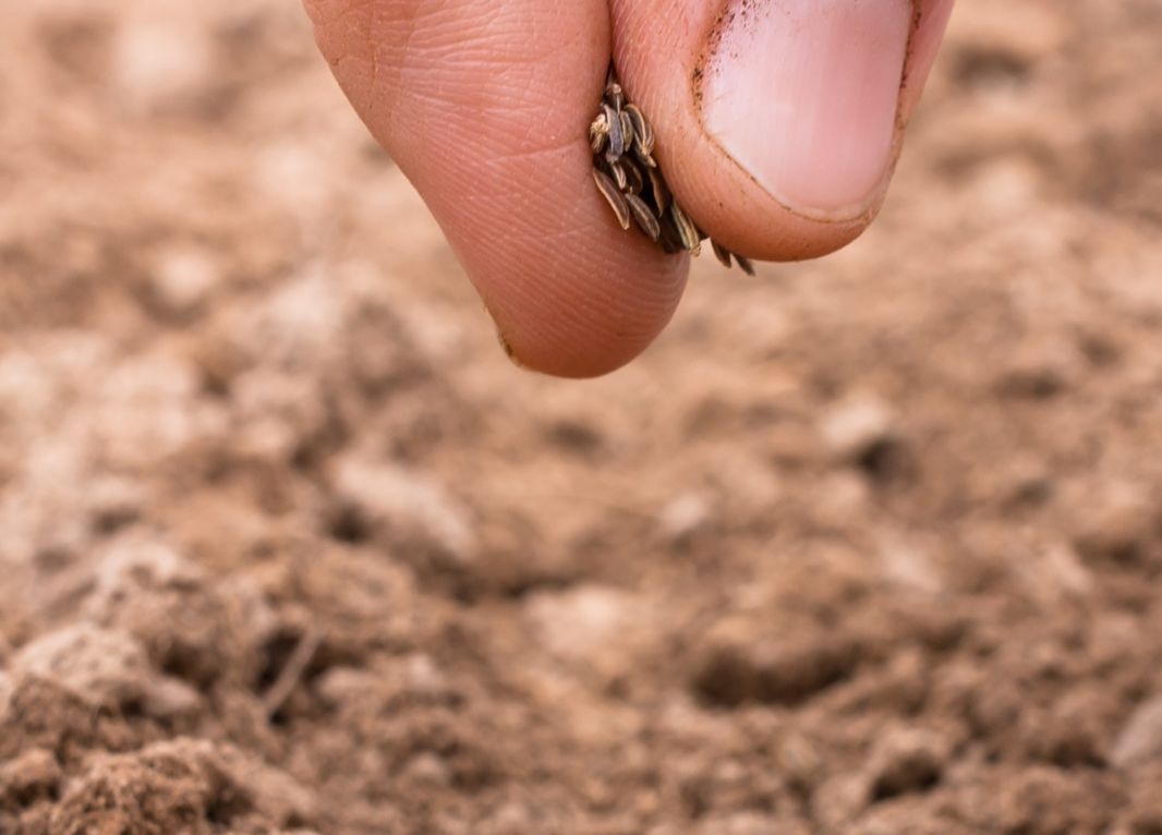 We plant the seeds - Photo:canva.com
