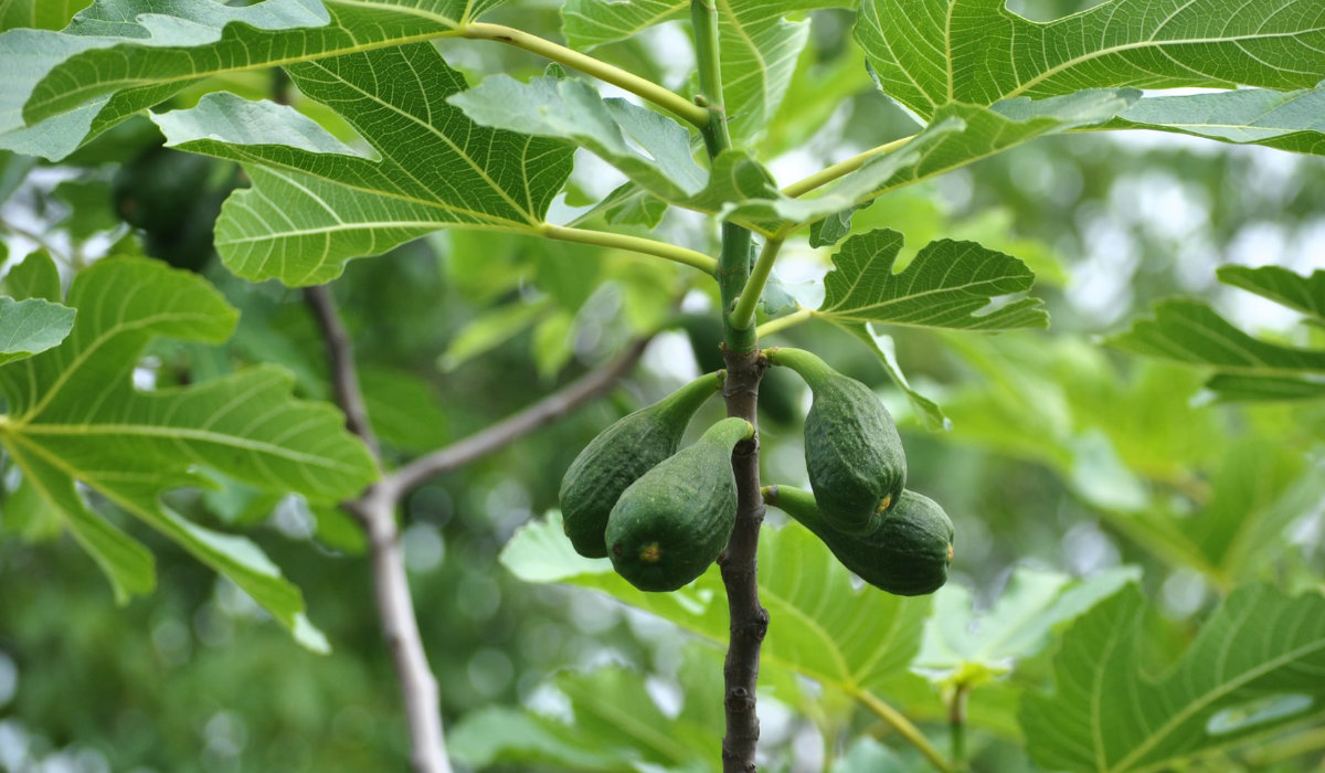 Fig Tree