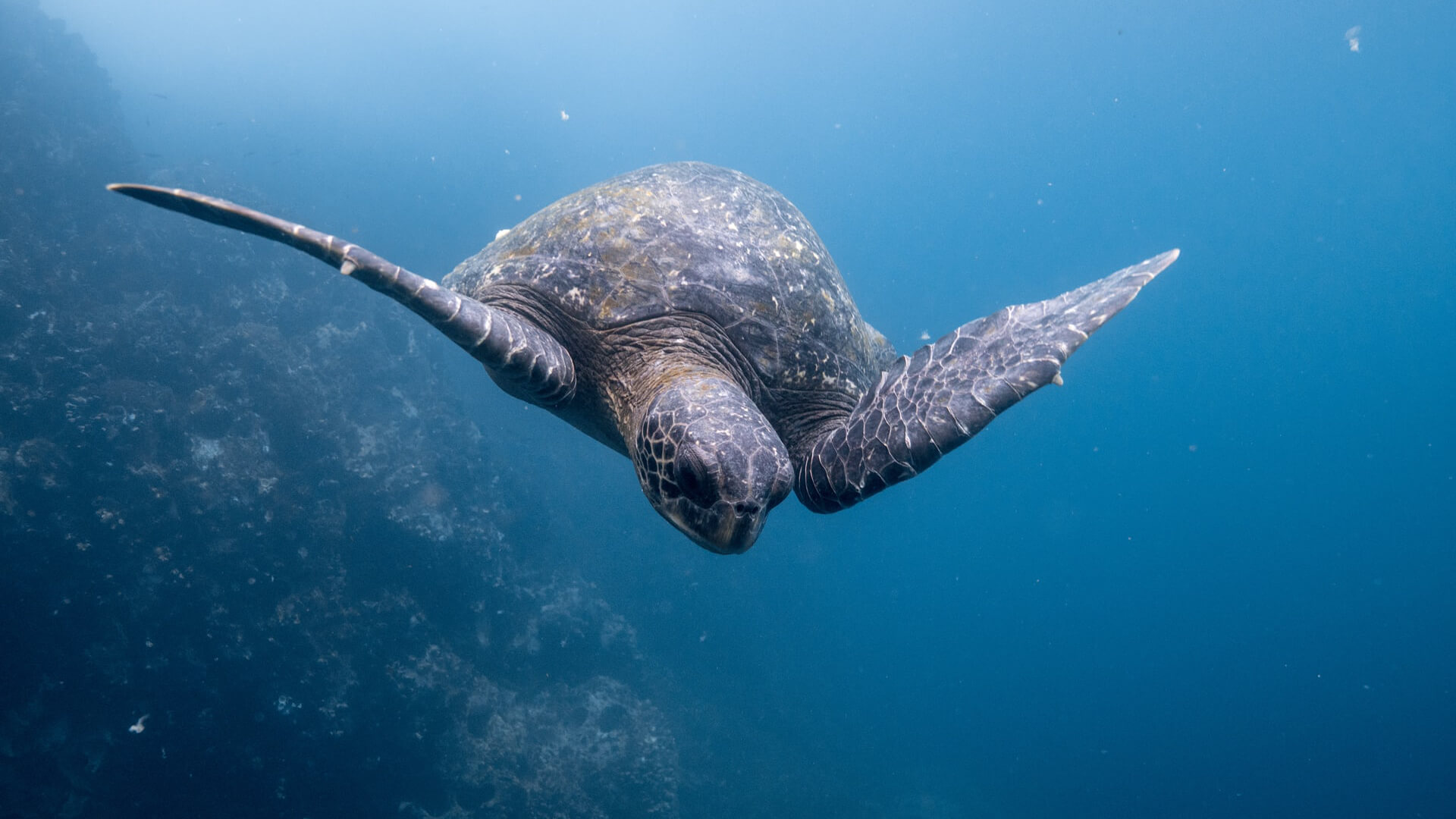 Turtle at Galápagos Islands, Ecuador. Photo: Dustin Haney on Unpslash