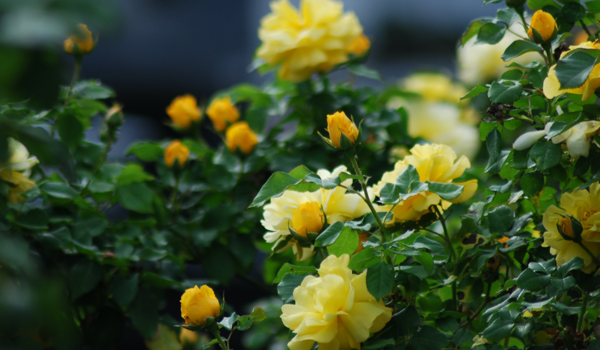 Yellow Rose Bush