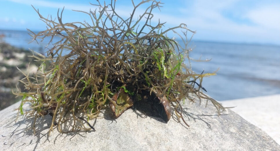 A sea shell still clings to a sea grass plant at Nasese beach front, SuvaPhoto: Tevita Naikasowalu