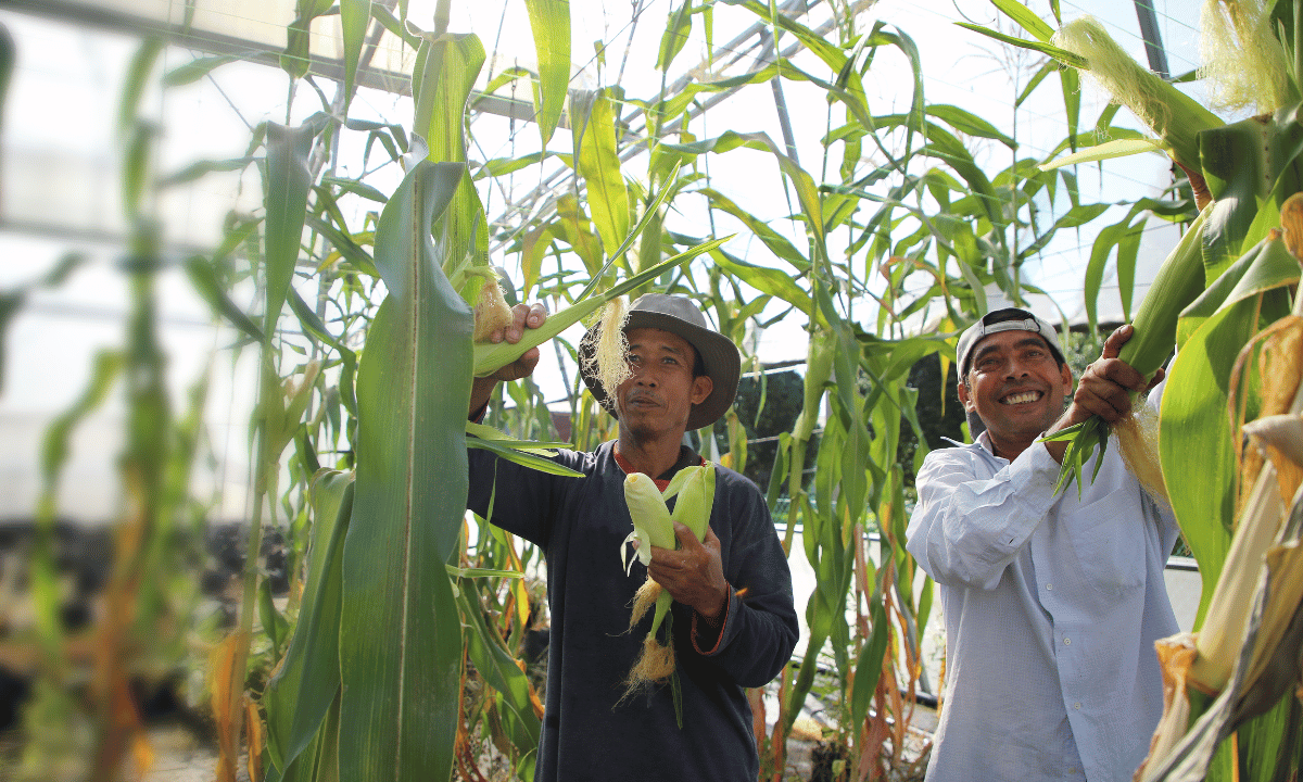 Organic farming. Photo: canva.com