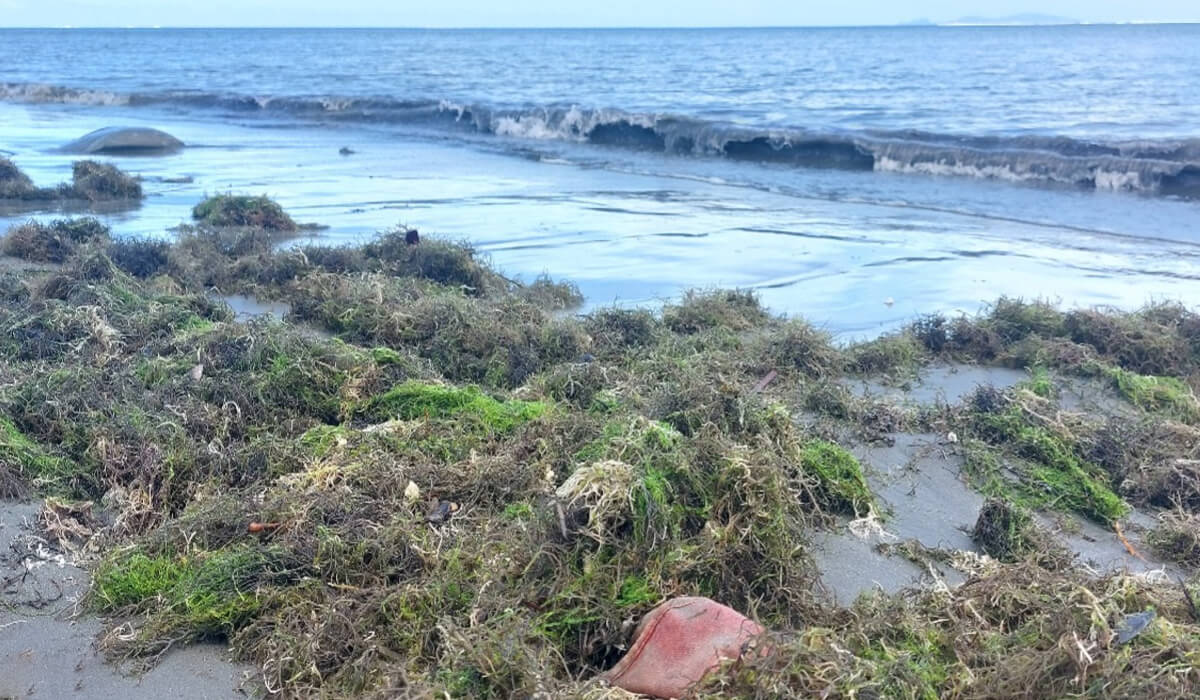 Sea grass washes ashore lining the beachfront here at the Mission House at Nasese, Suva. Photo: Tevita Naikasowalu