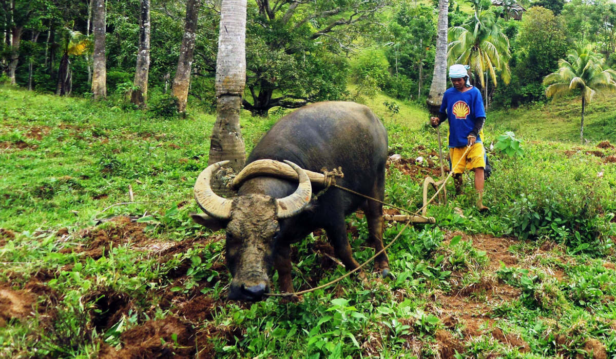 A Subanen man ploughs the fields. Photo: St Columbans Mission Society