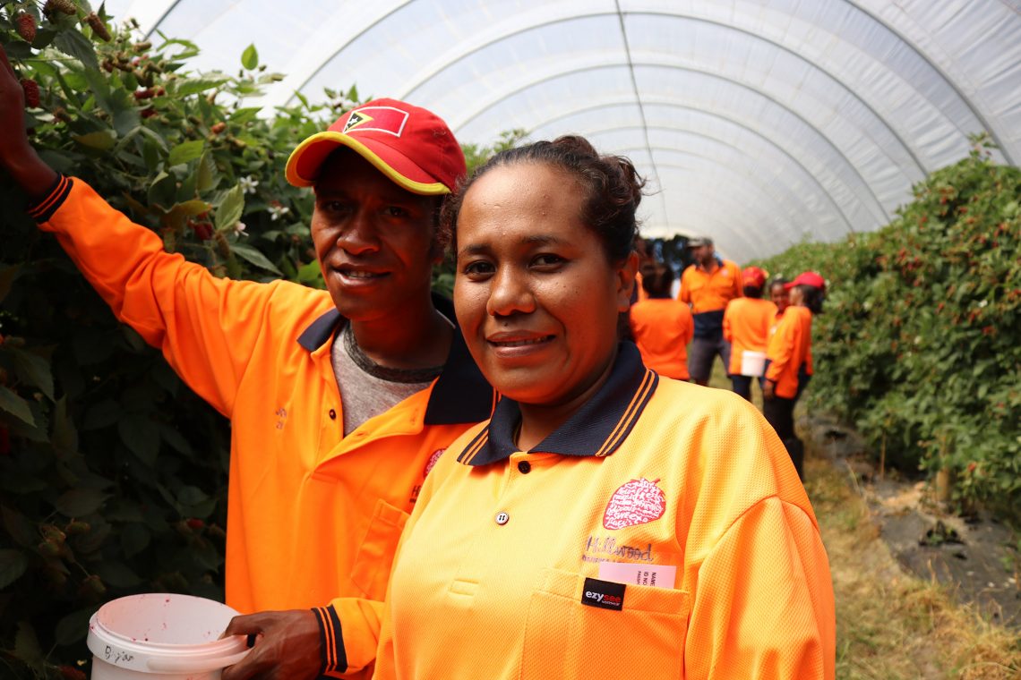 Timorese SWP workers in Australia. Photo: DFAT/Flickr CC BY 2.0