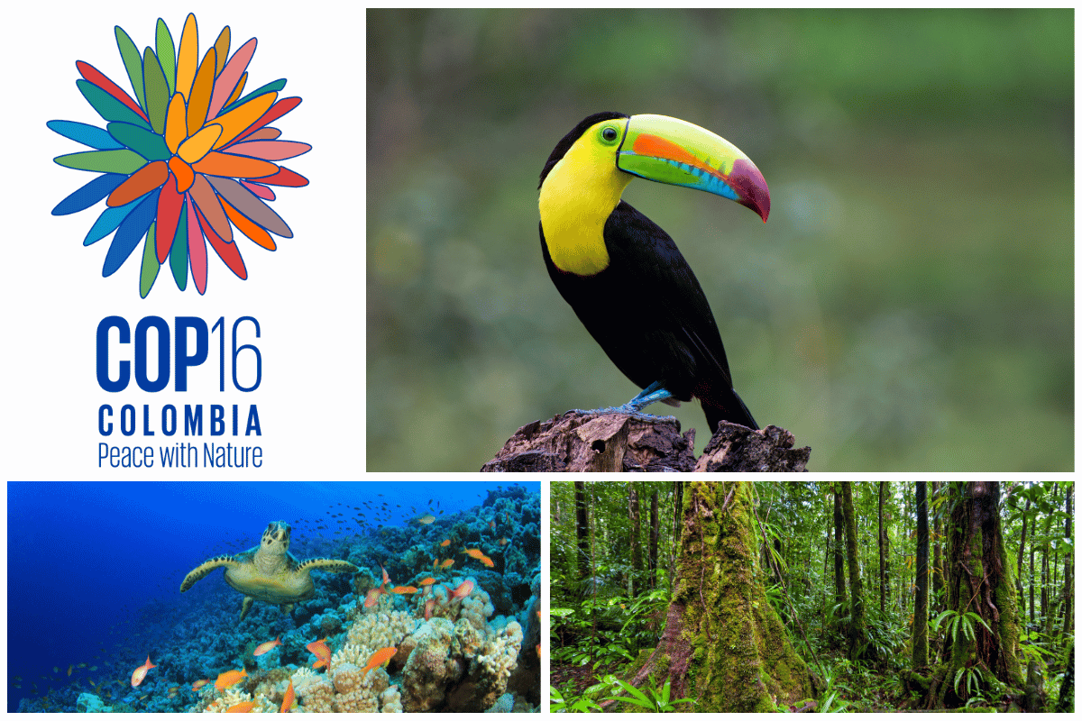 Columban Missionaries Message on the United Nations Biodiversity COP 16