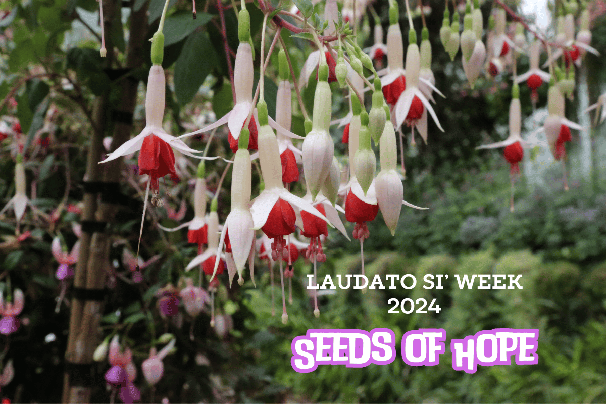 Seeds of Hope