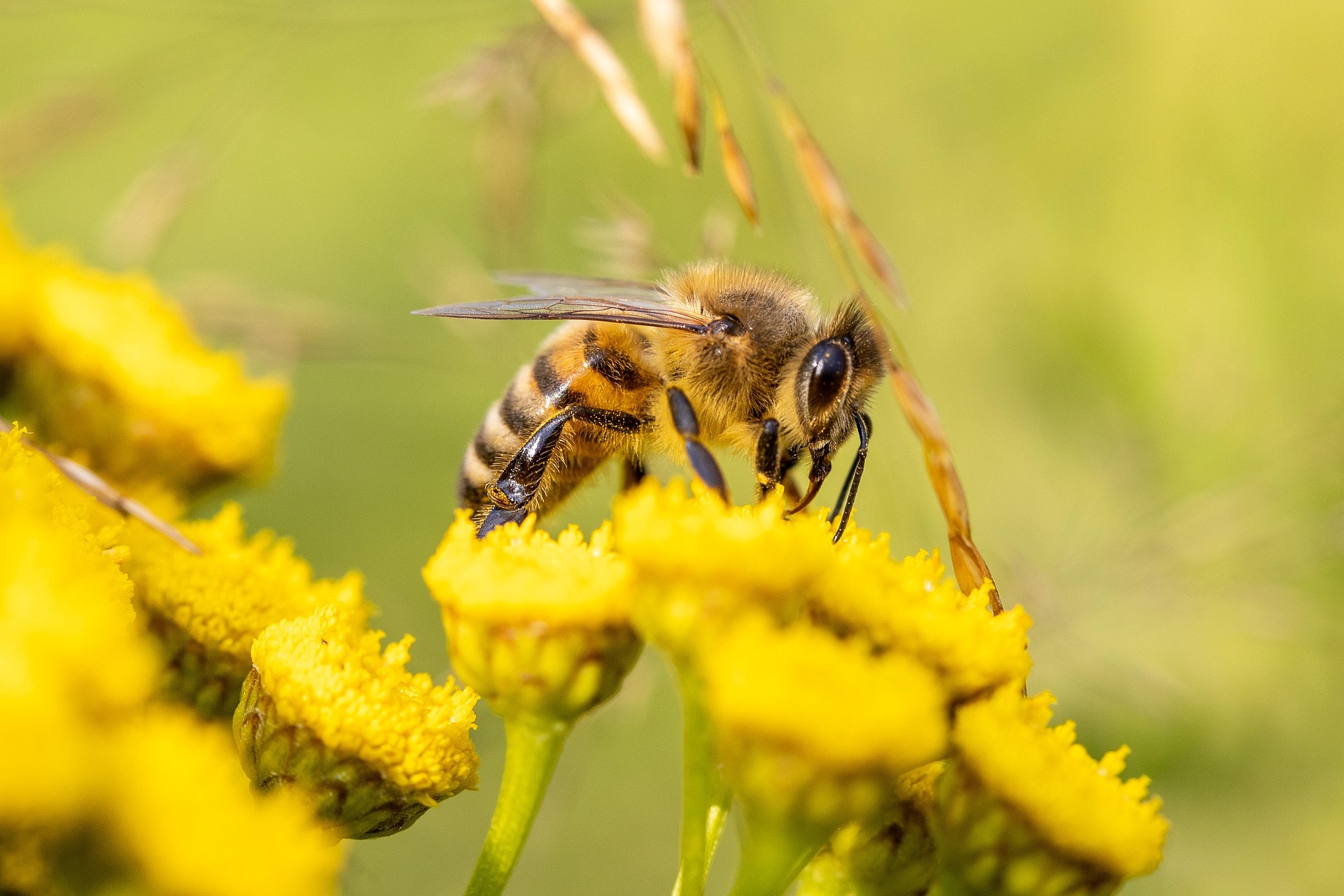 Biodiversity – A Buzz word for ecologically aware people 