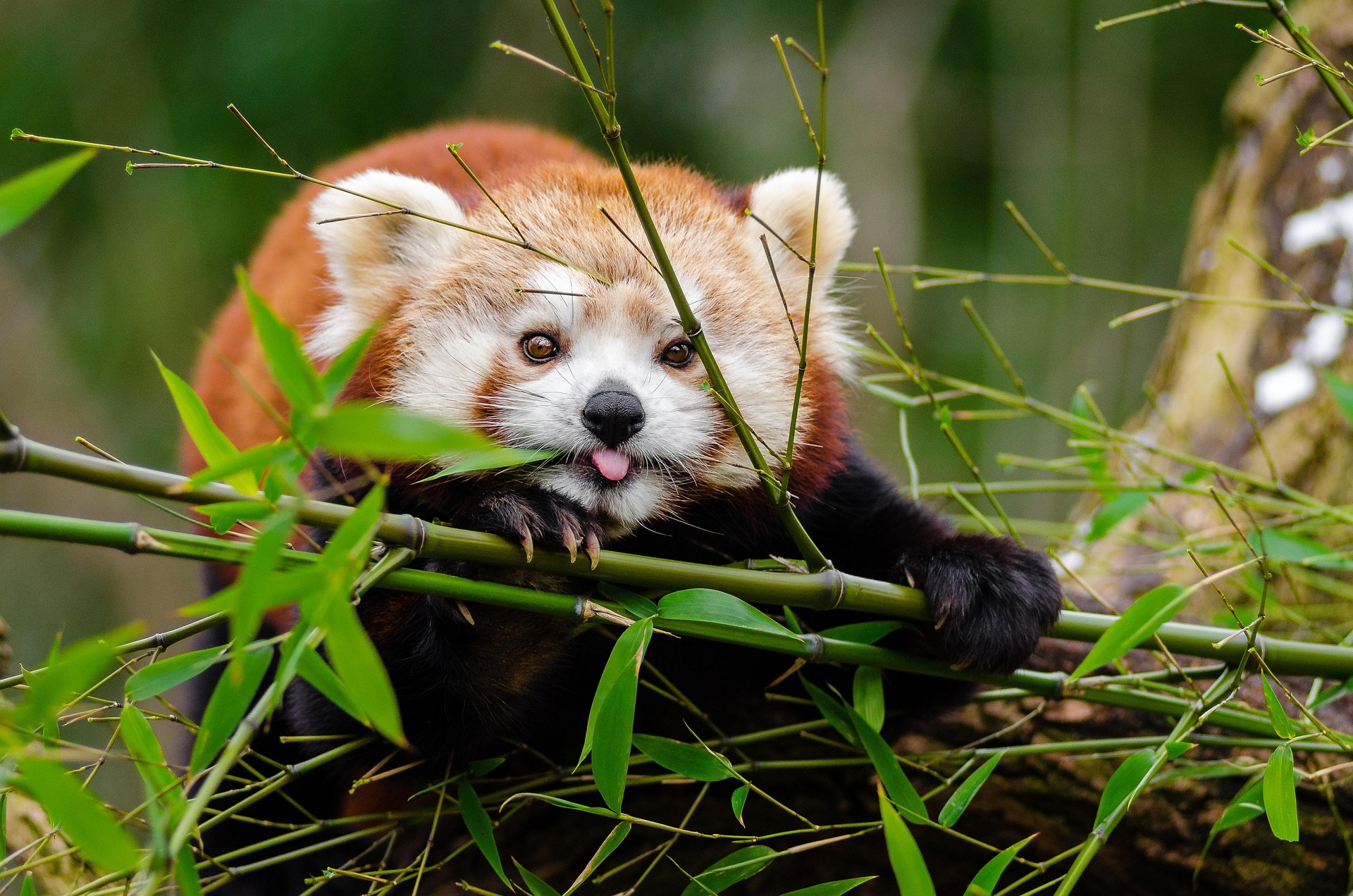 We share this incarnational earthly adventure with creation – A Red Panda peeks from behind the bamboo