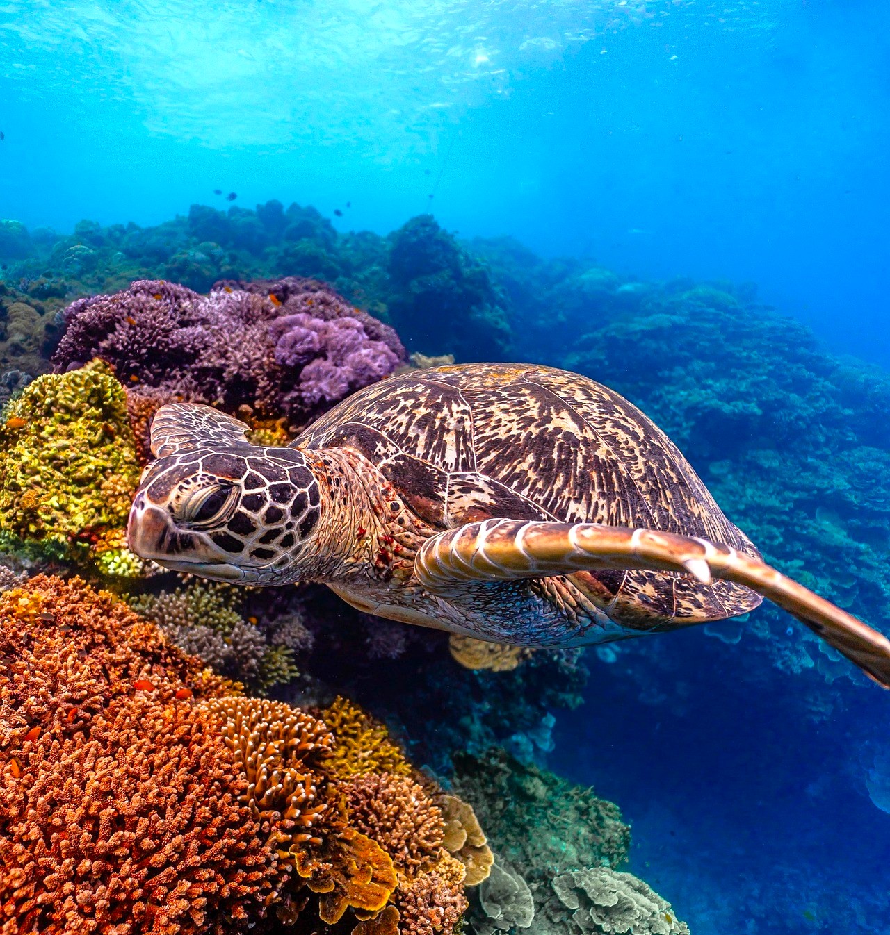A turtle swims amongst coral reefs searching for jellyfish, but they sometimes mistake plastic pollution for food and slowly die of suffocation (PC: Pixabay)