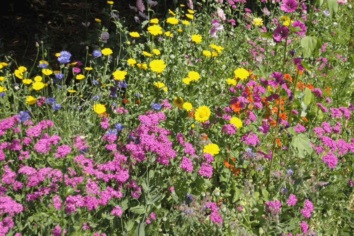 “Understand creation if you want to understand the creator” – St Columban