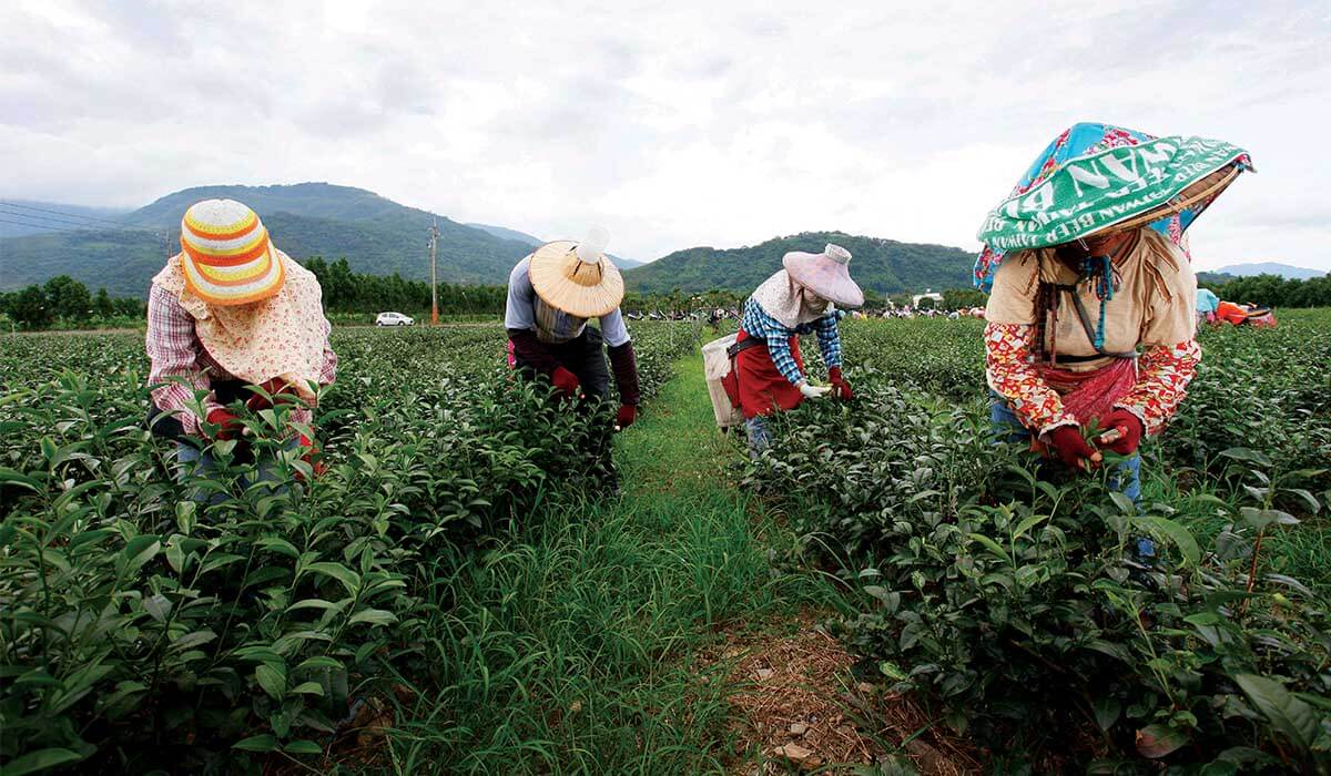 Women harvesting produce on a farm in Taiwan - Photo: LeonardKong (https://commons.wikimedia.org/wiki/File:Woman_worker_picking_tea_leaves_at_a_tea_plantation_in_Luye.jpg), https://creativecommons.org/licenses/by/2.0/legalcode
