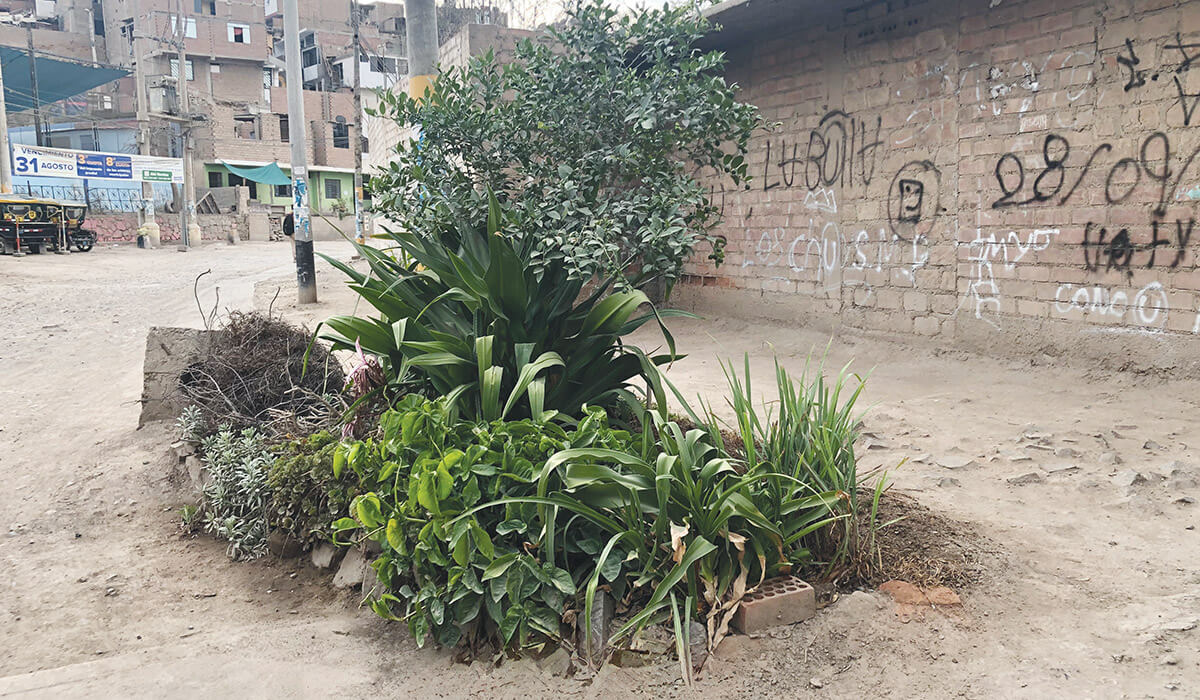 An oasis in the desert close to St Bernadette’s Children’s Centre. - Photo: Fr Tim Mulroy