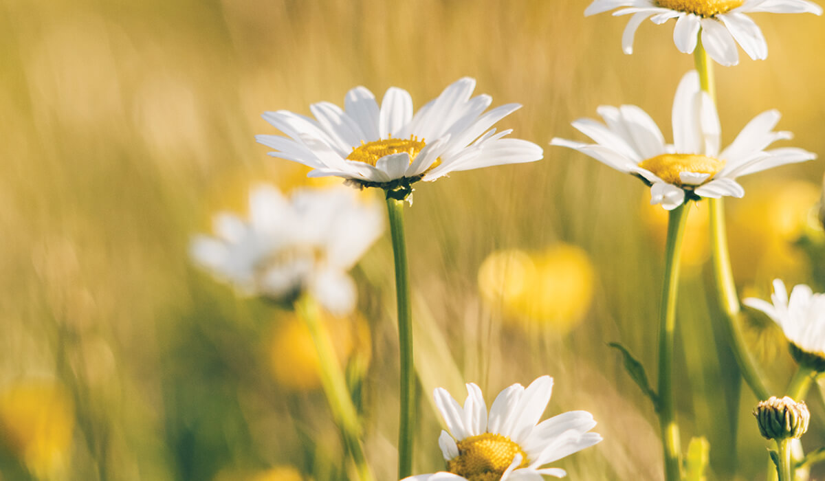 Photo: canva.com/Ellie Burgin
