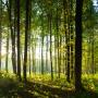 National Tree Day - July 28th