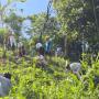 The Rebirth of a Forest