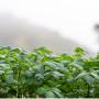 A farmers prayer to Mary